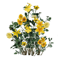 yellow wildflowers, sunshine3 - безплатен png