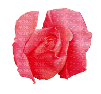 Rose - PNG gratuit