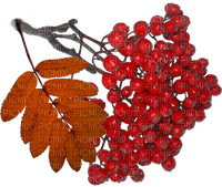 Autumn Berry - ilmainen png