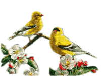 oiseaux - бесплатно png