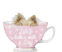Dog Chien Pom Pomeranian in a Cup Teacup Animated