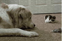 Cat-0685 - Безплатен анимиран GIF