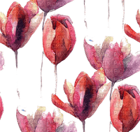 loly33 tulipe - 無料png