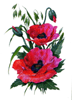 red poppies - δωρεάν png