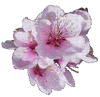 rose fleur - Безплатен анимиран GIF
