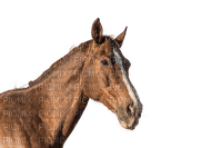 hevonen horse sisustus decor domestic animal kotieläin - png gratuito