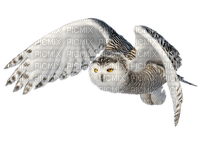 Kaz_Creations Owls Owl Birds Bird - png gratis