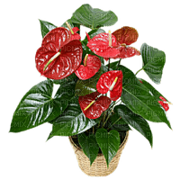 Blumenkorb - PNG gratuit