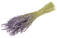 lavender lavendel lavande flower fleur blossom blumen deco tube spring printemps fleurs - PNG gratuit