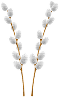 Easter willow Bb2 - Free PNG