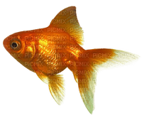 goldfish>>?? - PNG gratuit