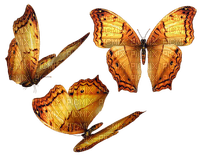 Vlinder - zdarma png