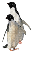 aze pingouin - PNG gratuit