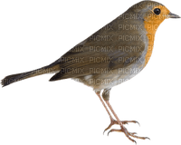 Kaz_Creations Bird - besplatni png