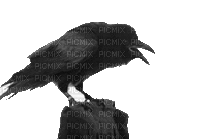 corbeau - Nemokamas animacinis gif