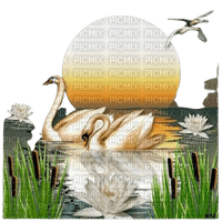 cisne swan cygne Rosalia73 - gratis png
