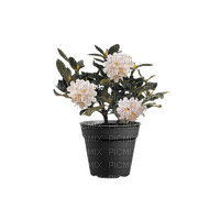 Rhododendron - бесплатно png