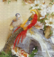 bird-peacock-NitsaPapacon - Nemokamas animacinis gif