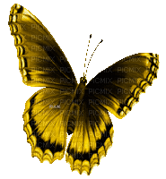 Y.A.M._Summer butterfly yellow - GIF animado grátis