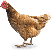 Kaz_Creations Chicken - ilmainen png