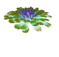 Flor - Darmowy animowany GIF