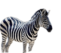 Zebra... - безплатен png