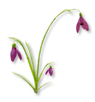 fleur violette.Cheyenne63 - png gratuito