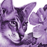 Y.A.M._Art Fantasy cat purple - png grátis