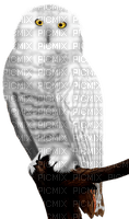 Kaz_Creations Birds Bird Owls Owl - безплатен png