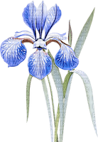 blue iris Bb2 - png gratis