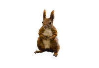 squirrel katrin - 無料のアニメーション GIF