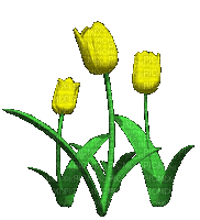 Tulips - Gratis animerad GIF