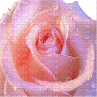 roses rosen rose pink glitter