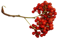 deco autumn automne berry - besplatni png