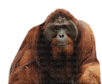 monkey bp - безплатен png