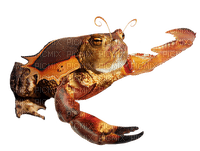 crab toad frog sea creature thing - gratis png