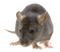 Kaz_Creations Rat Mouse - gratis png