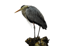 harmaahaikara, heron - Free PNG