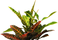 Planta de crotón - безплатен png