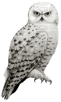 Kaz_Creations Bird Birds Owl - PNG gratuit