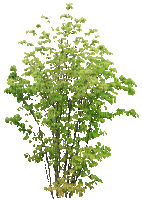 arbre_tree_gif___Blue DREAM 70 - Безплатен анимиран GIF