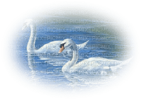 Kaz_Creations Swans Birds - besplatni png
