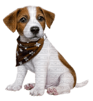Chien Jack Russel - Free PNG