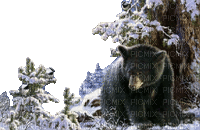 bär bear winter milla1959 - 無料のアニメーション GIF