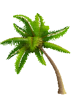palm tree gif palmier🌴🌴