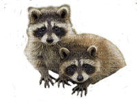 raccoon bp - 免费PNG