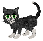 Petz Black and White Shorthair Cat - Ingyenes animált GIF