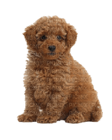 poodle - 免费PNG