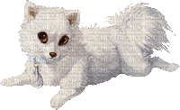 beautiful dog - Безплатен анимиран GIF