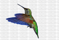 humming bird - Gratis geanimeerde GIF